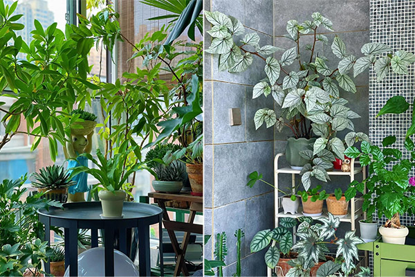 Có nên đặt cây lưỡi hổ trong phòng ngủ?-2