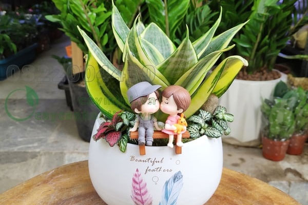 Có nên đặt cây lưỡi hổ trong phòng ngủ?-1