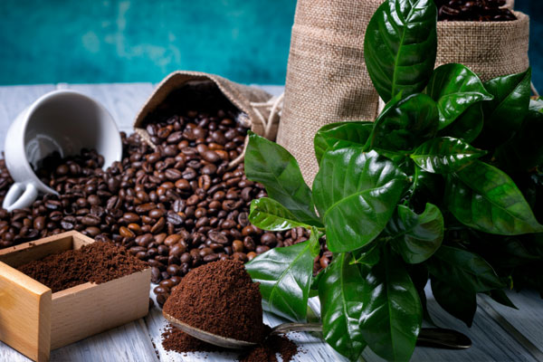 4 điều cần nhớ khi sử dụng bã cà phê cho cây trồng trong nhà-1