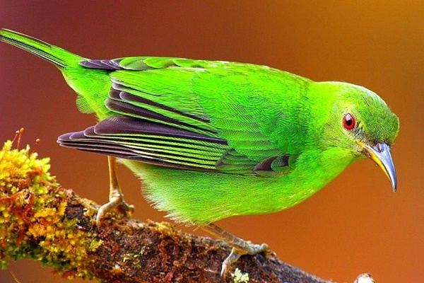 Top 4 con giáp đạt được đỉnh cao sự nghiệp trong năm 2024-5