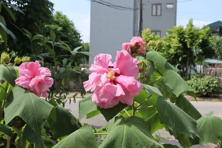 Có nên trồng hoa phù dung trước nhà?-2