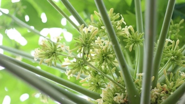 Loại hoa từng bị hắt hủi giờ quý như vàng-1