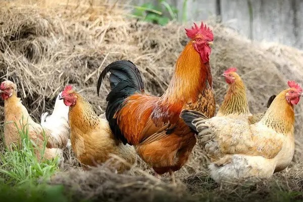 Mỗi ngày nên sạc điện thoại tối đa bao nhiêu lần?-2