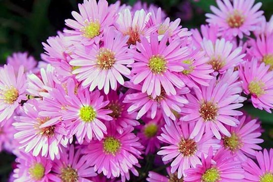 Tử vi ngày 14/11/2023: Tuổi Mùi khám phá tiềm năng, tuổi Dậu được đánh giá cao