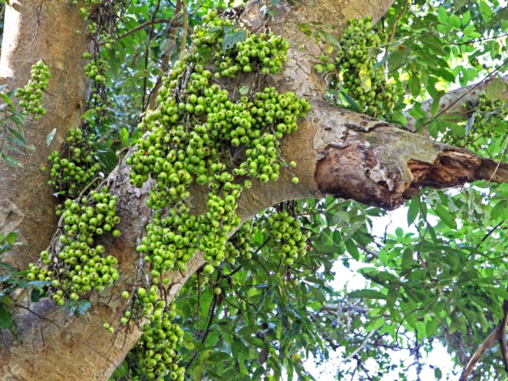 Có nên trồng cây sung trước nhà?-1