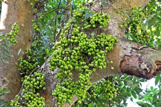 Có nên trồng cây sung trước nhà?