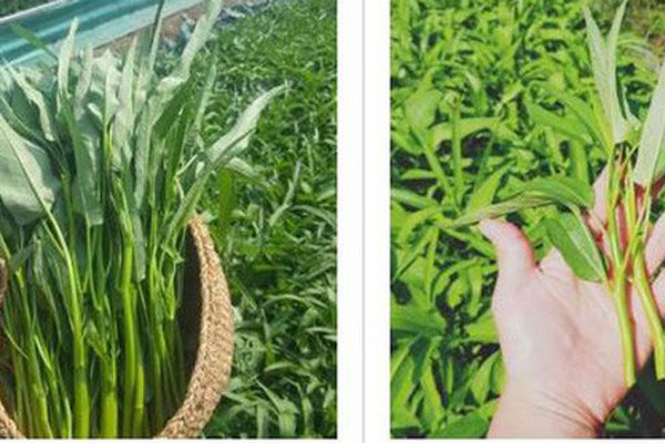 Loại rau hình thù kỳ lạ, giá đắt hơn thịt nhưng vẫn được săn lùng-5