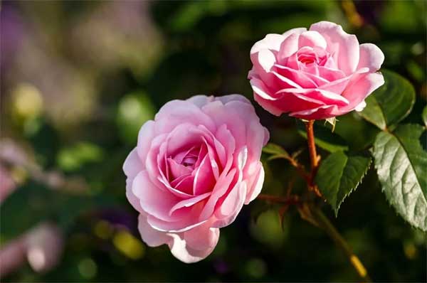 Lộc lớn về tay: Người sinh vào 3 tháng Âm lịch này tự duy nhạy bén, làm ăn thuận buồm xuôi gió-3