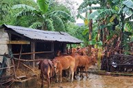 Nước lũ dâng bất thường cuốn trôi 56 con bò của hộ dân ở Quảng Trị