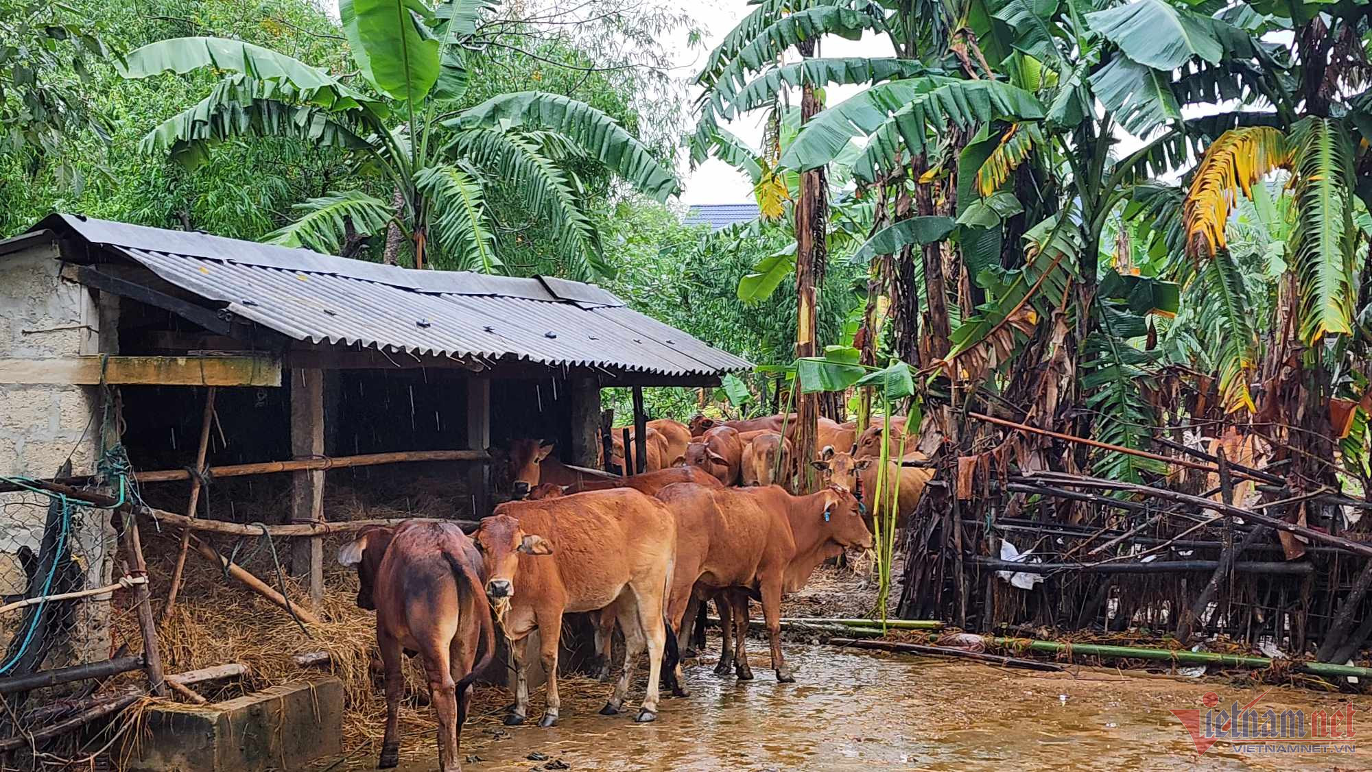 Nước lũ dâng bất thường cuốn trôi 56 con bò của hộ dân ở Quảng Trị-1