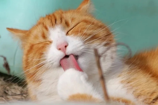 Bé gái 9 tuổi gần như bị mù, thủ phạm có thể cũng đang ở quanh bạn-2