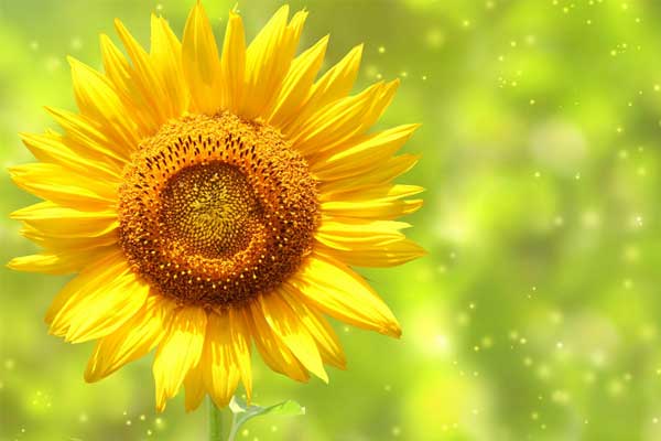 Giữa tháng 11, xui xẻo tiêu tan, 3 con giáp có tiền bạc, của cải kéo về chật két-1