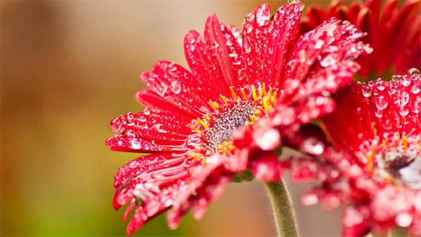 Giữa tháng 11, xui xẻo tiêu tan, 3 con giáp có tiền bạc, của cải kéo về chật két-2