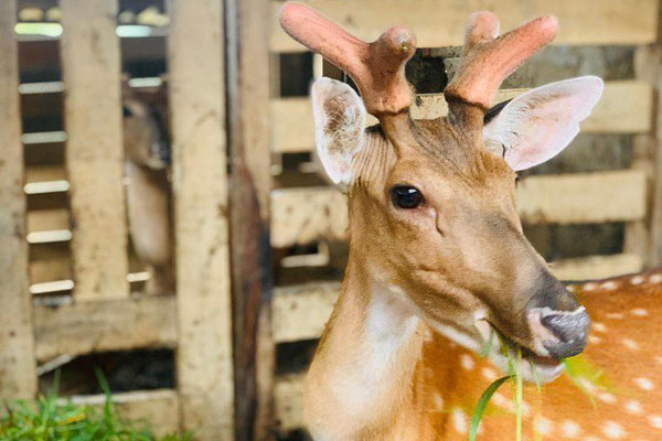 Trồng xương rồng bán cho đại gia thu lãi 60 triệu/tháng-5