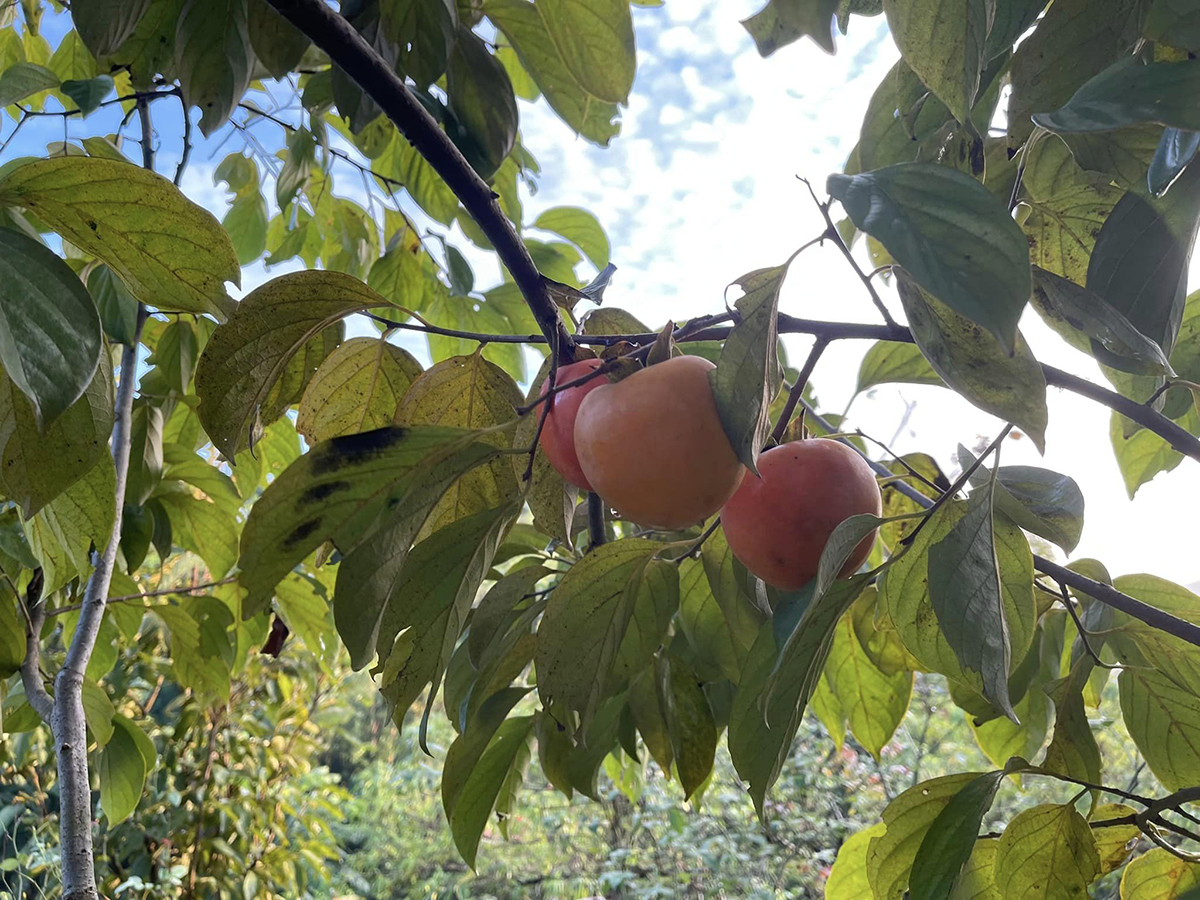 Thông báo ly hôn vào ngày lễ độc thân, để lại nhà cho vợ cũ cùng 3 con, ca sĩ Việt Hoàn hiện sống ra sao?-5