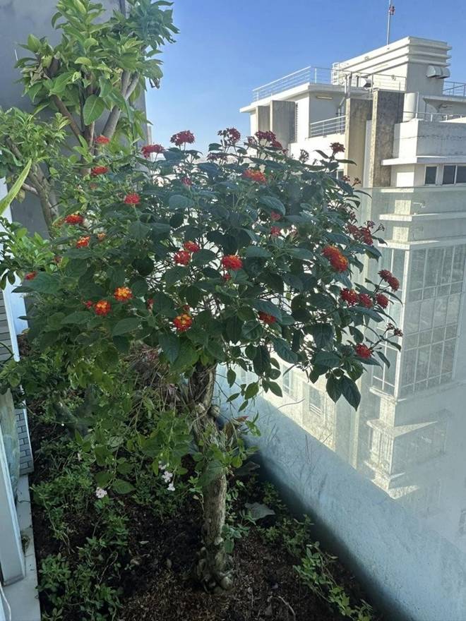 Hoa hậu Thu Hoài khoe không gian uống cafe đẹp như mơ, biệt thự nào cũng đẳng cấp-6