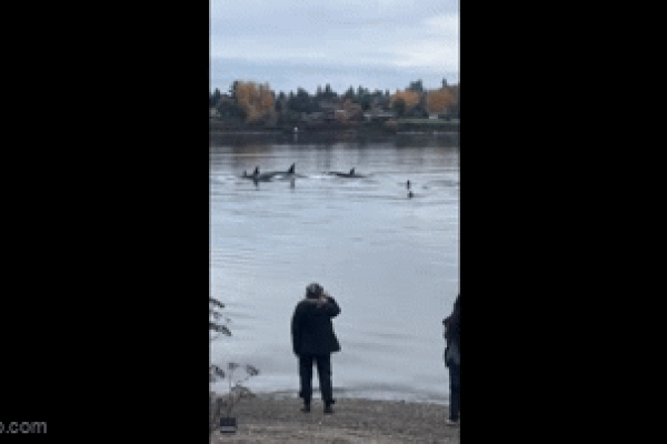 Quảng Ninh: Xác cá voi 10 tấn trôi dạt vào vùng biển Cô Tô-4