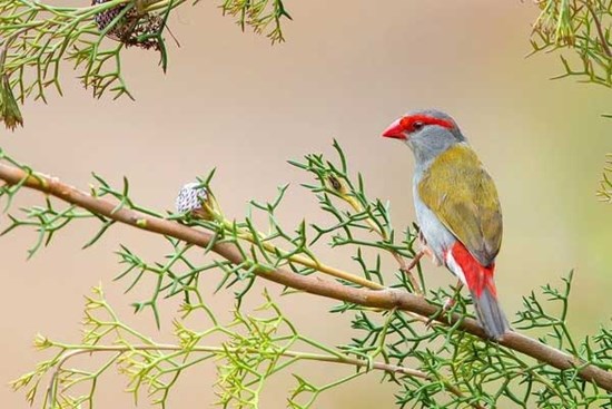 Tháng 10 Âm lịch: 4 con giáp mùa màng bội thu, cuộc sống sung túc, tạm biệt nghèo khó