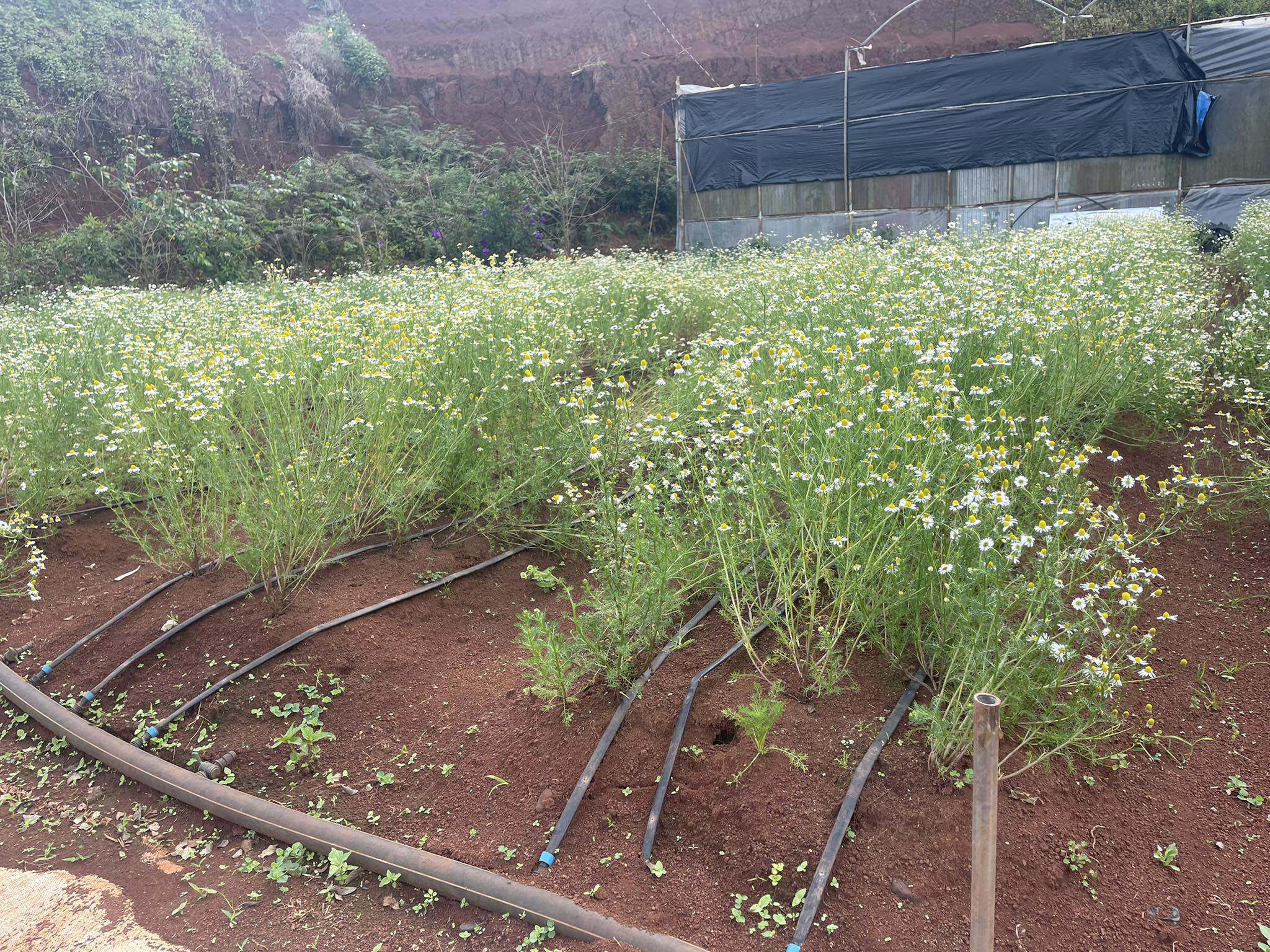 Ít ai biết loại hoa cúc này có tác dụng chữa bệnh, giá đến 1,5 triệu đồng/kg-1