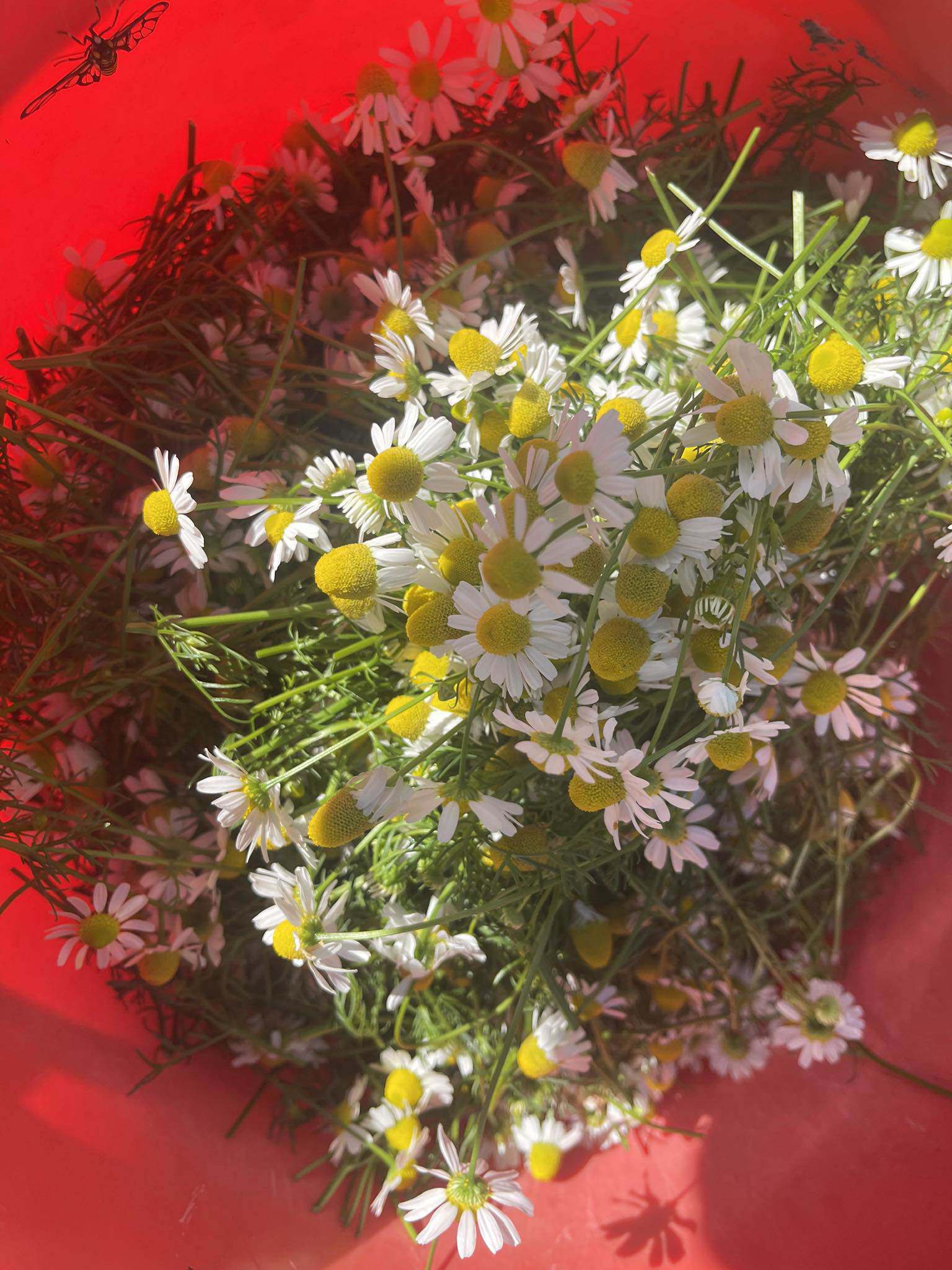 Ít ai biết loại hoa cúc này có tác dụng chữa bệnh, giá đến 1,5 triệu đồng/kg-2