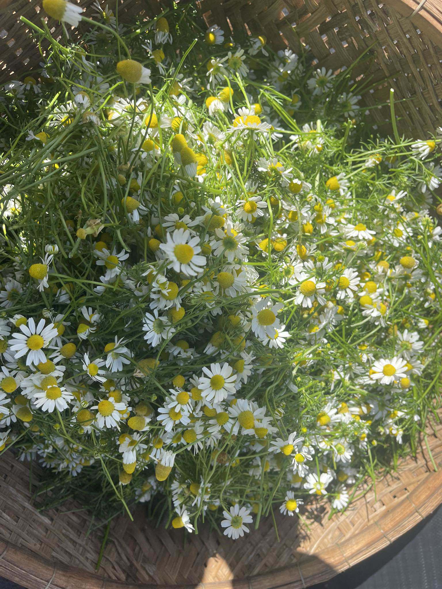 Ít ai biết loại hoa cúc này có tác dụng chữa bệnh, giá đến 1,5 triệu đồng/kg-3