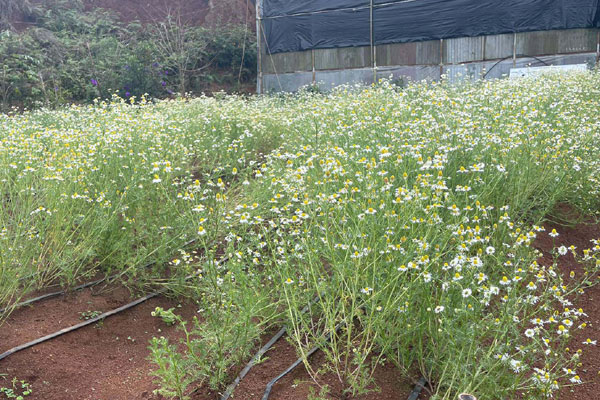 Cận cảnh đào Thất Thốn tiền triệu bị ép ngủ phòng điều hòa để nở hoa trúng Tết-13