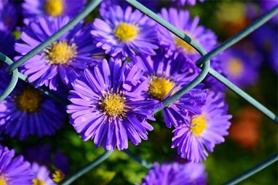 Tử vi ngày 16/11/2023: Tuổi Dần đối diện thách thức, tuổi Hợi có thêm quyết tâm