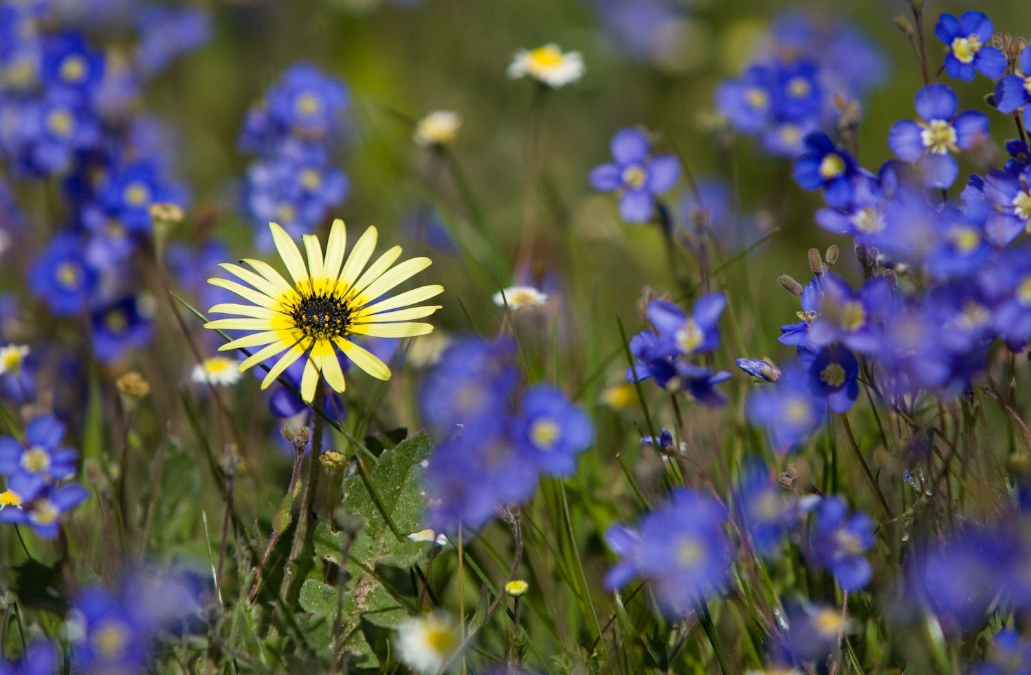 Tử vi ngày 16/11/2023: Tuổi Dần đối diện thách thức, tuổi Hợi có thêm quyết tâm-3