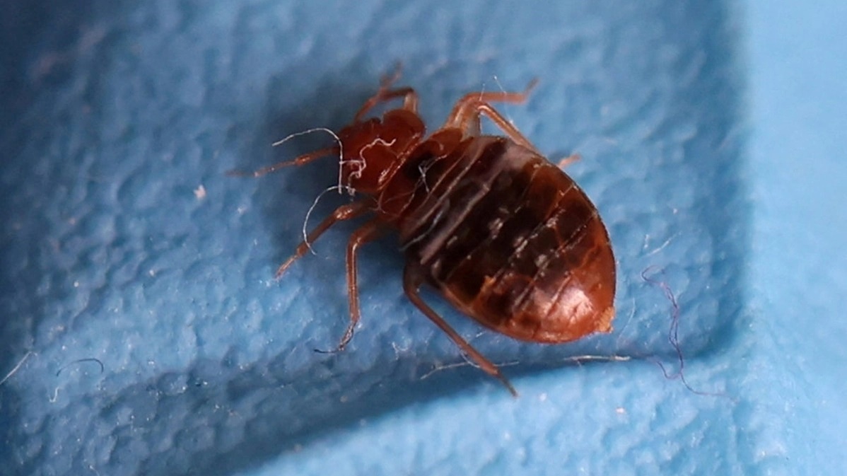 Cách phòng chống và diệt loài rệp giường-1