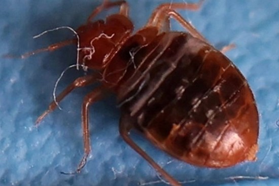 Cách phòng chống và diệt loài rệp giường