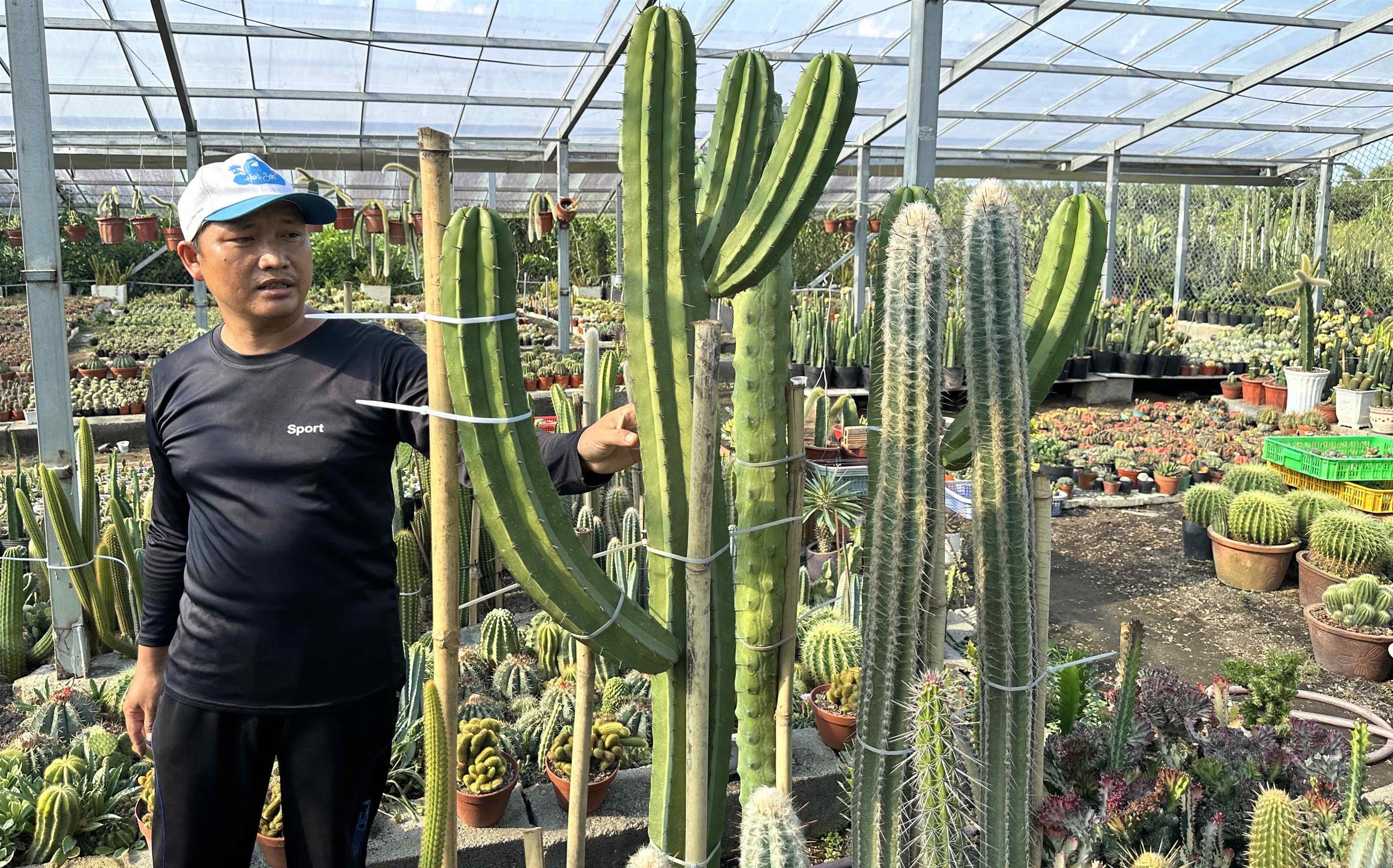 Trồng xương rồng bán cho đại gia thu lãi 60 triệu/tháng-1