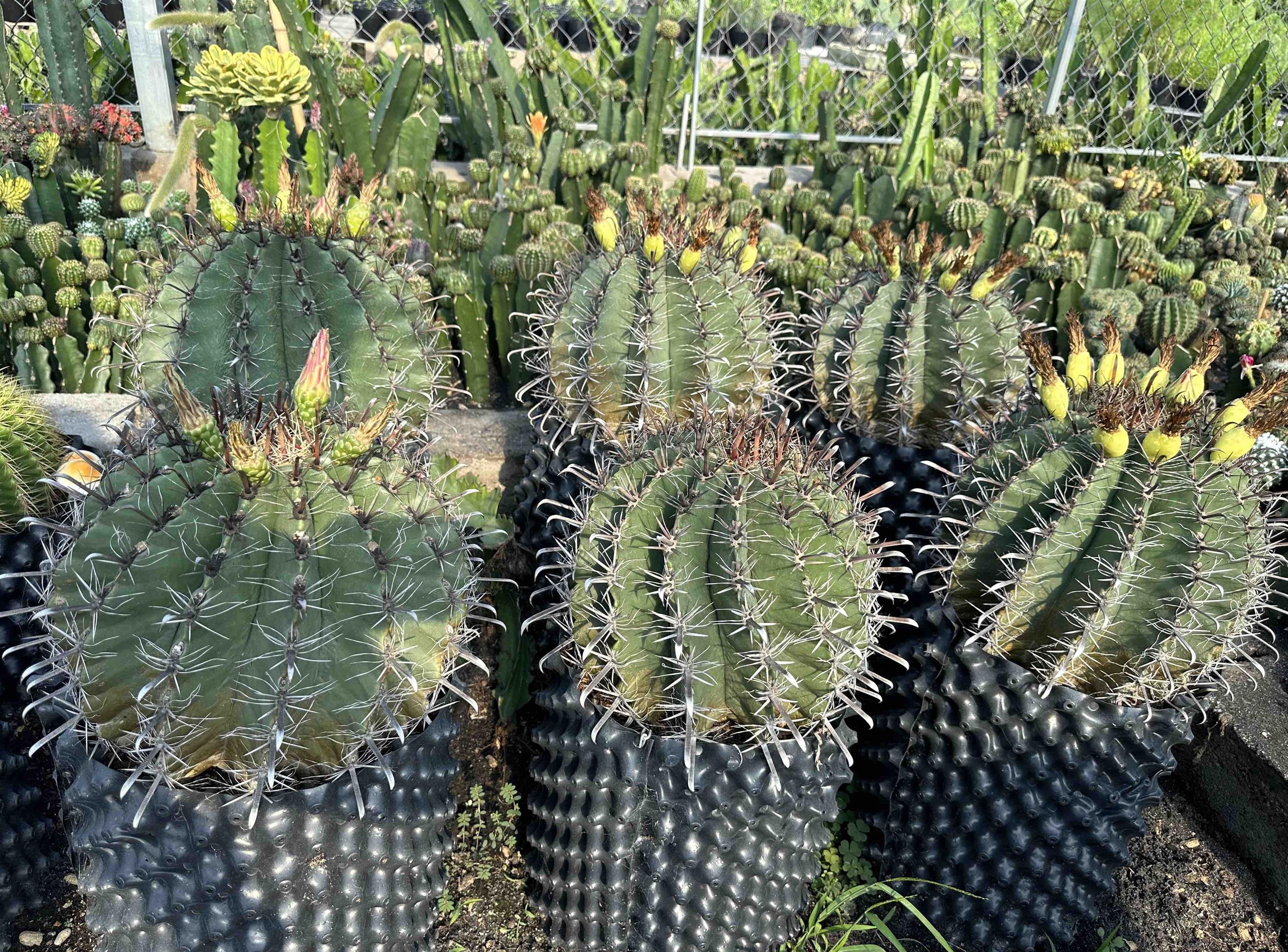 Trồng xương rồng bán cho đại gia thu lãi 60 triệu/tháng-3