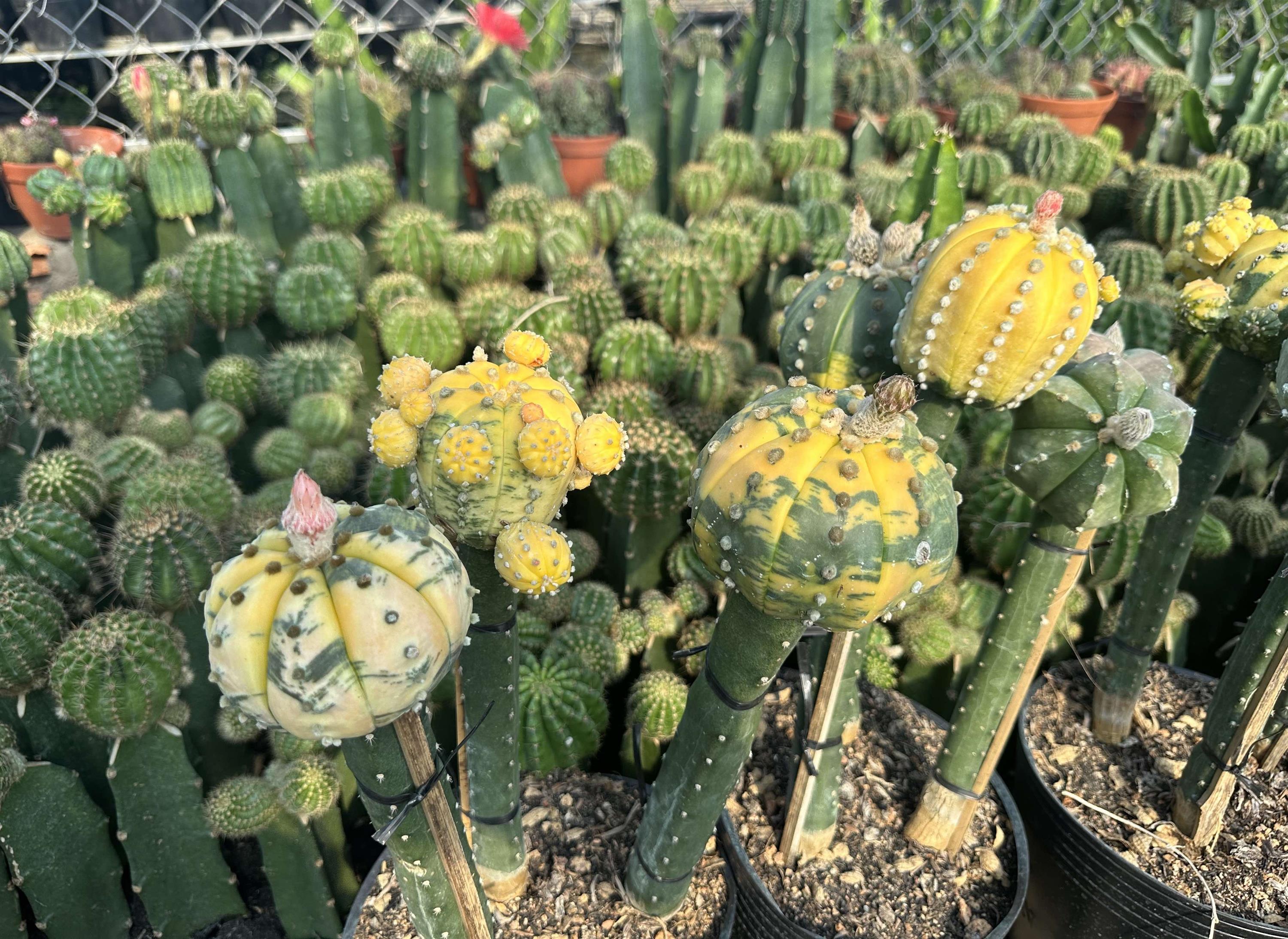 Trồng xương rồng bán cho đại gia thu lãi 60 triệu/tháng-4