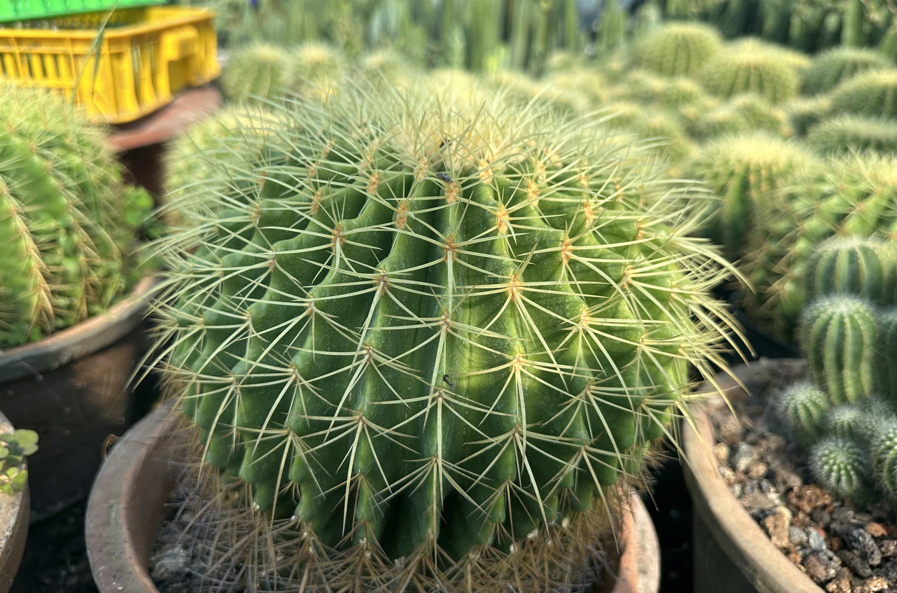 Trồng xương rồng bán cho đại gia thu lãi 60 triệu/tháng-2