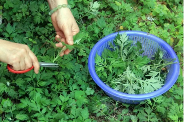 Công dụng chữa bệnh thần kỳ của ngải cứu nhưng ít người biết đến-1