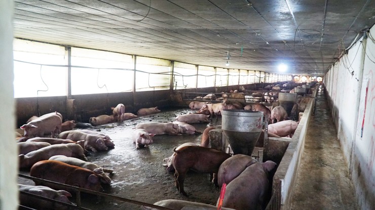 Giá lợn hơi liên tục giảm, người chăn nuôi tiếp tục gồng” lỗ-1