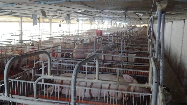 Giá lợn hơi liên tục giảm, người chăn nuôi tiếp tục gồng” lỗ-2