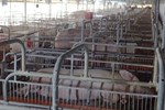 Giá lợn hơi giảm mạnh, người chăn nuôi bất an-2