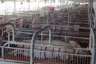 Giá lợn hơi liên tục giảm, người chăn nuôi tiếp tục “gồng” lỗ