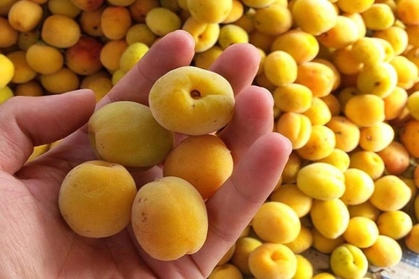 1 loại quả ngon ở chợ Việt có chỉ số đường huyết cực thấp: Là thuốc quý cho người tiểu đường, còn ngăn ngừa cả ung thư-1