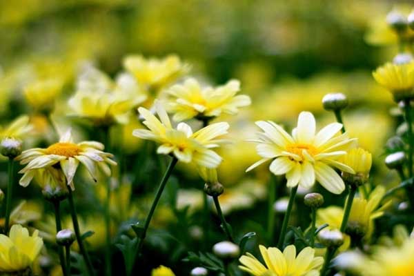 3 con giáp được Thần tài yêu mến trong năm 2024, sự nghiệp suôn sẻ, tình yêu ngọt ngào-4