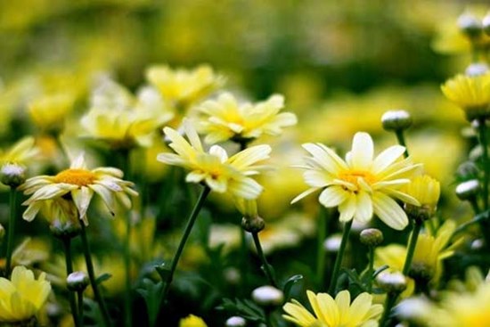 Công danh rộng mở: 15 ngày cuối tháng 11, 3 con giáp phát tài thuận lợi, phất lên như diều gặp gió