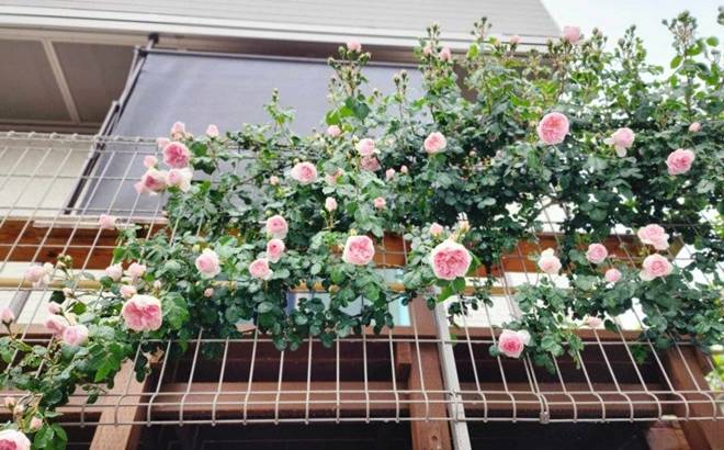 Sang Nhật với 2 bàn tay trắng, cặp đôi 9X tậu nhà hơn 11 tỷ, thi công chỉ trong 2 tháng-14