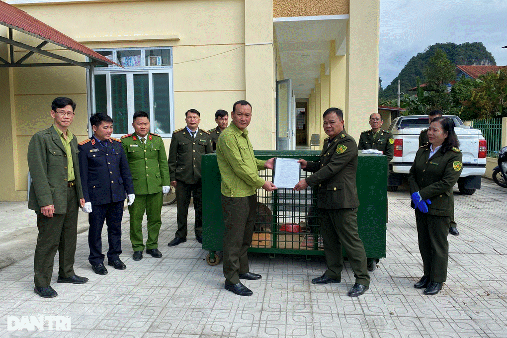 Cao Bằng bàn giao 4 con chuột túi cho trung tâm cứu hộ Hoàng Liên-1