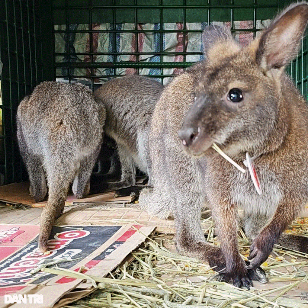 Cao Bằng bàn giao 4 con chuột túi cho trung tâm cứu hộ Hoàng Liên-3