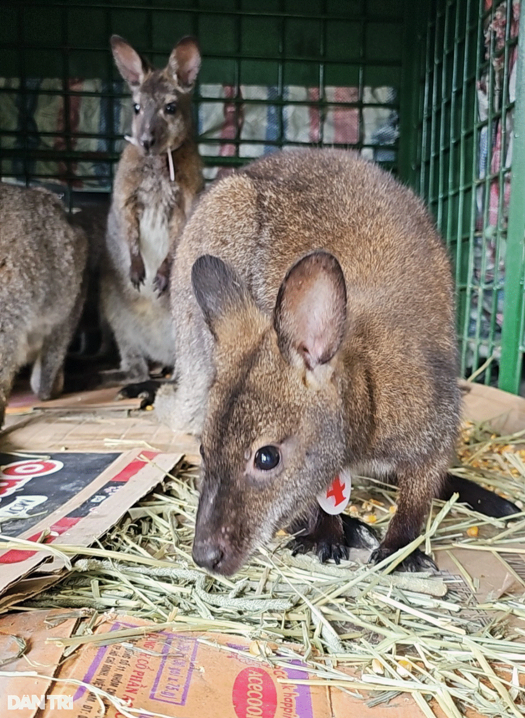 Cao Bằng bàn giao 4 con chuột túi cho trung tâm cứu hộ Hoàng Liên-4