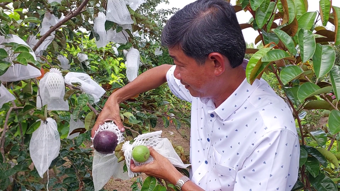 Kiếm 3 tỉ đồng mỗi năm nhờ trồng vú sữa cho trái quanh năm-2