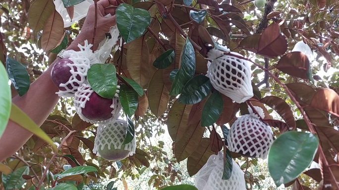 Kiếm 3 tỉ đồng mỗi năm nhờ trồng vú sữa cho trái quanh năm-3