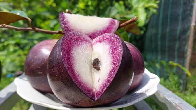 Kiếm 3 tỉ đồng mỗi năm nhờ trồng vú sữa cho trái quanh năm-4