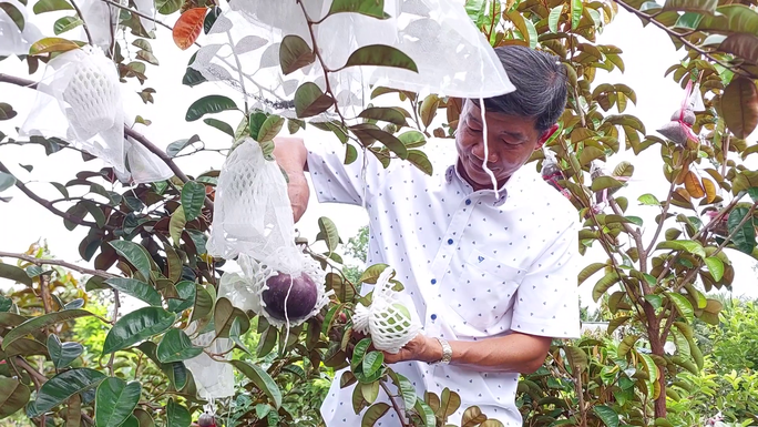 Kiếm 3 tỉ đồng mỗi năm nhờ trồng vú sữa cho trái quanh năm-5